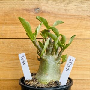 2810 01 Arabicum Tyson - F2 12 meses