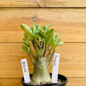 2810 02 Arabicum Maverick - F2 12 meses