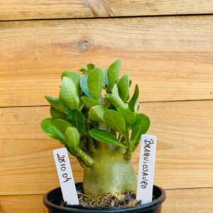 2810 04 Arabicum Braquiossauro - F2 12 meses