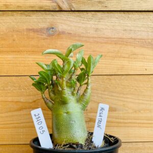 2810 05 Arabicum Megatron - F2 12 meses