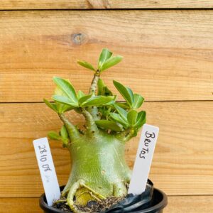 2810 08 Arabicum Brutos - F2 12 meses