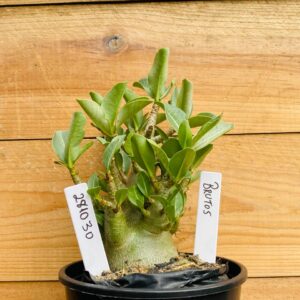 2810 30 Arabicum Brutos - F2 12 meses