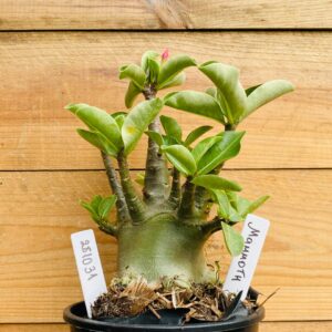 2810 31 Arabicum Mammoth - F2 12 meses