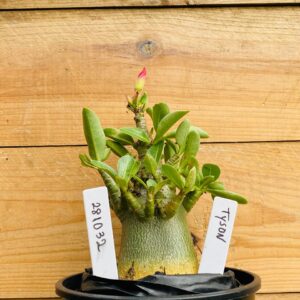 2810 32 Arabicum Tyson - F2 12 meses