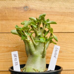 2810 33 Arabicum Sauron - F2 12 meses