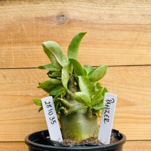 2810 35 Arabicum Panzer - F2 12 meses