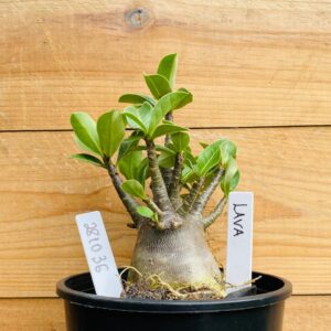 2810 36 Arabicum Lava - F2 12 meses