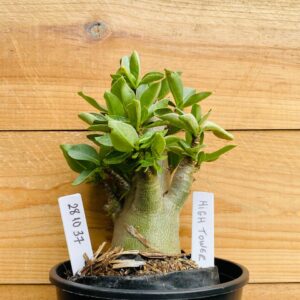 2810 37 Arabicum High Tower- F2 12 meses