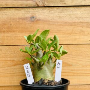 2810 39 Arabicum Urus - F2 12 meses