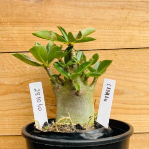 2810 40 Arabicum Cadman - F2 12 meses