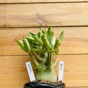 2810 41 Arabicum Brutos- F2 12 meses