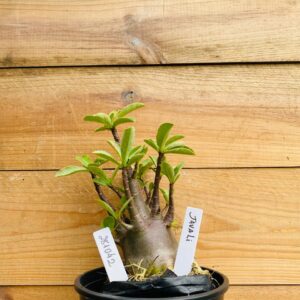 2810 42 Arabicum Javali - F2 12 meses