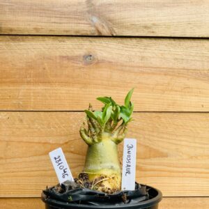 2810 46 Arabicum Dinossaur - F2 12 meses