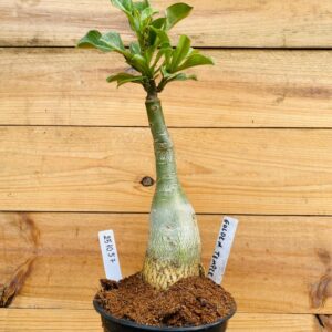 2510 57 Rosa do Deserto Golden Temple