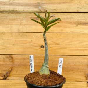 2510 56 Rosa do Deserto Grape Beauty