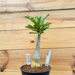 2510 55 Rosa do Deserto R120