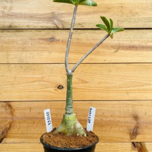 2510 64 Rosa do Deserto Anaconda Somalense