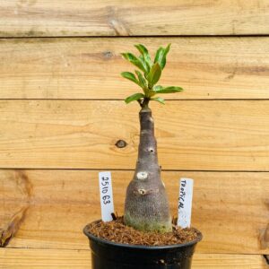 2510 63 Rosa do Deserto Tropical Caudex Arabicum