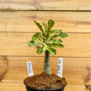 2510 62 Rosa do Deserto Variegata Porcelana 2