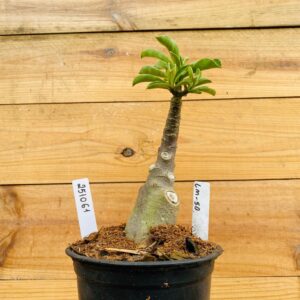 2510 61 Rosa do Deserto Lm-50