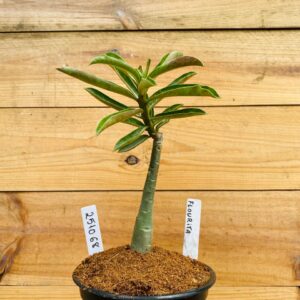 2510 68 Rosa do Deserto Fluorita