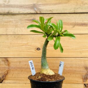 2510 66 Rosa do Deserto BDL