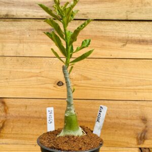 2510 69 Rosa do Deserto Girassol