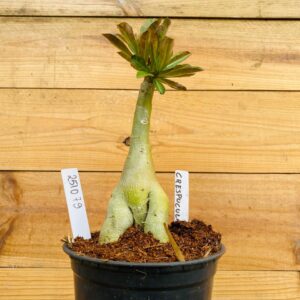 2510 79 Rosa do Deserto Crepusculo