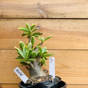 2810 48 Arabicum Nix - F2 12 meses