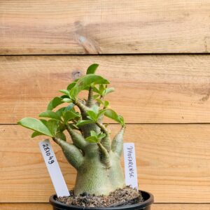 2810 49 Arabicum Dhofarense - F2 12 meses