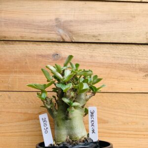 2810 50 Arabicum Darkseid - F2 12 meses