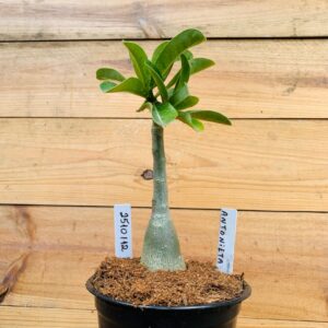 2510 112 Rosa do Deserto Antonieta