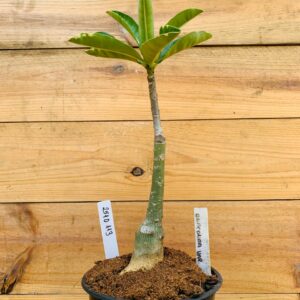 2510 113 Anaconda Somalense