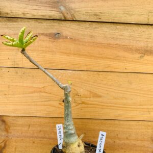 2510 114 Anaconda Somalense