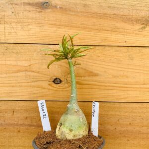 2510 122 Rosa do Deserto Crispum