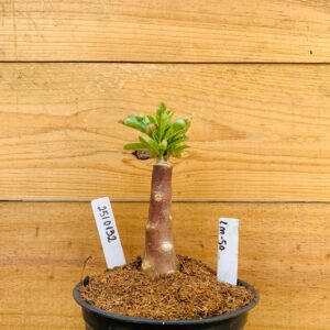 2510 132 Rosa do Deserto LM-50