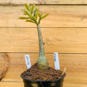 2510 136 Rosa do Deserto Surprise Roxa