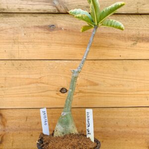 2510 140 Anaconda Somalense variegata