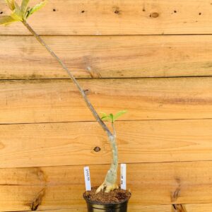 2510 143 Anaconda Somalense