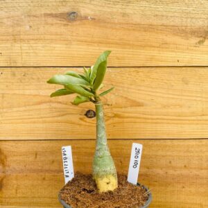 2510 100 Rosa do Deserto Isabellita