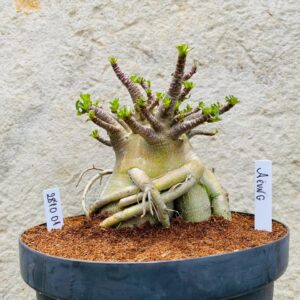 2810 01 Arabicum Aeung - Adulta