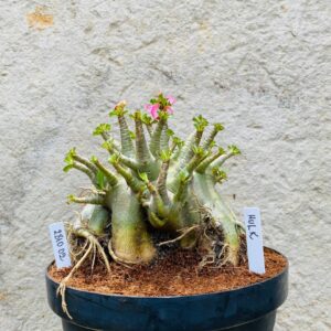 2810 02 Arabicum Hulk - Adulta