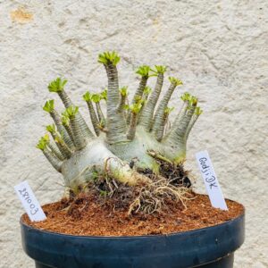 2810 03 Arabicum Godji Dk - Adulta