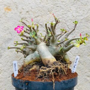 2810 04 Arabicum Green Pood - Adulta