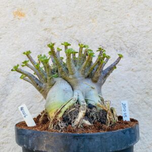 2810 05 Arabicum Aeung - Adulta