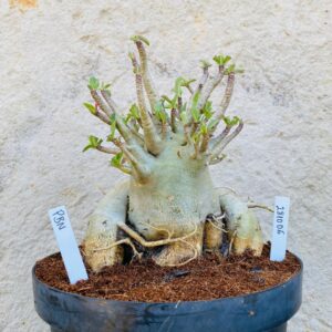 2810 06 Arabicum Pbn - Adulta