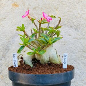 2810 08 Arabicum Godji Tigrada - Adulta