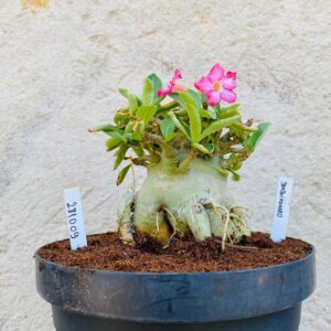 2810 09 Arabicum Braquiossauro - Adulta