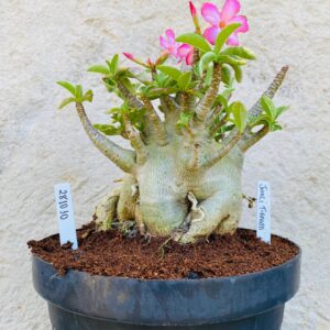 2810 10 Arabicum Javali Tigrada - Adulta