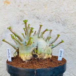 2810 11 Arabicum Minotauro - Adulta